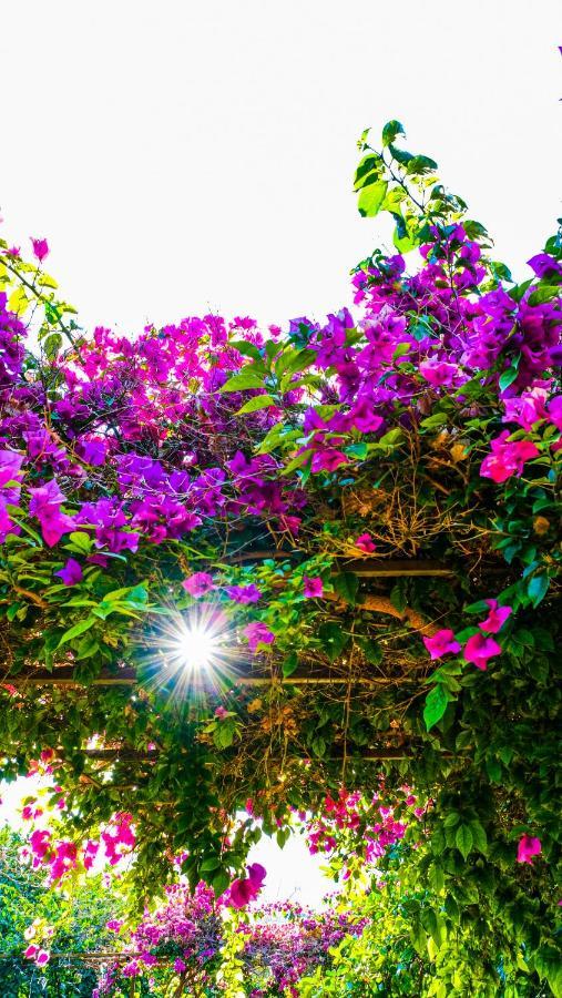 Lemon Garden Lodge Çıralı エクステリア 写真