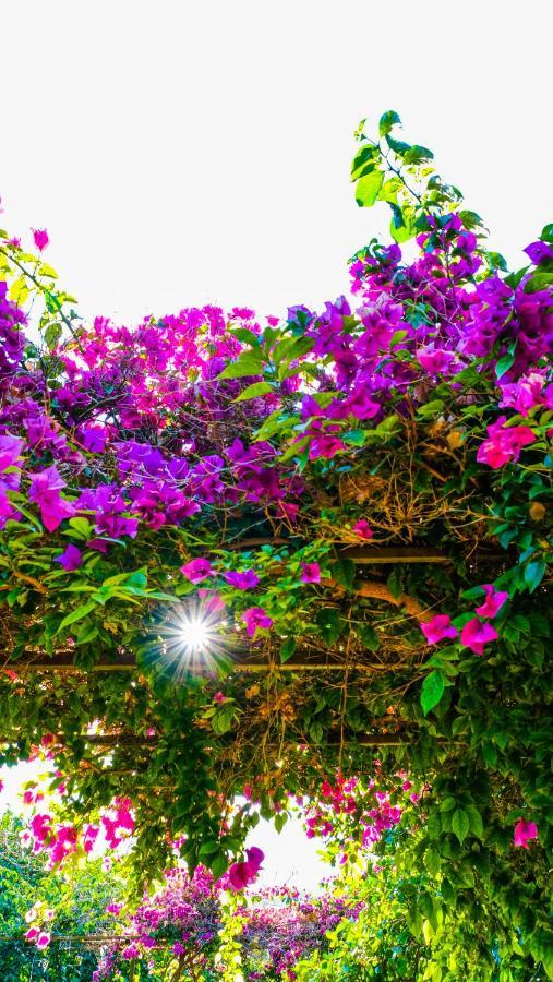 Lemon Garden Lodge Çıralı エクステリア 写真